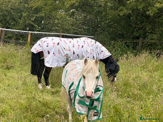 Welsh Section A horses - Advert 13