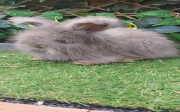 Angora rabbits for sale: Beautiful Angoras Ready Now  - Image 2