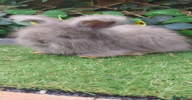 Angora rabbits - Advert 15