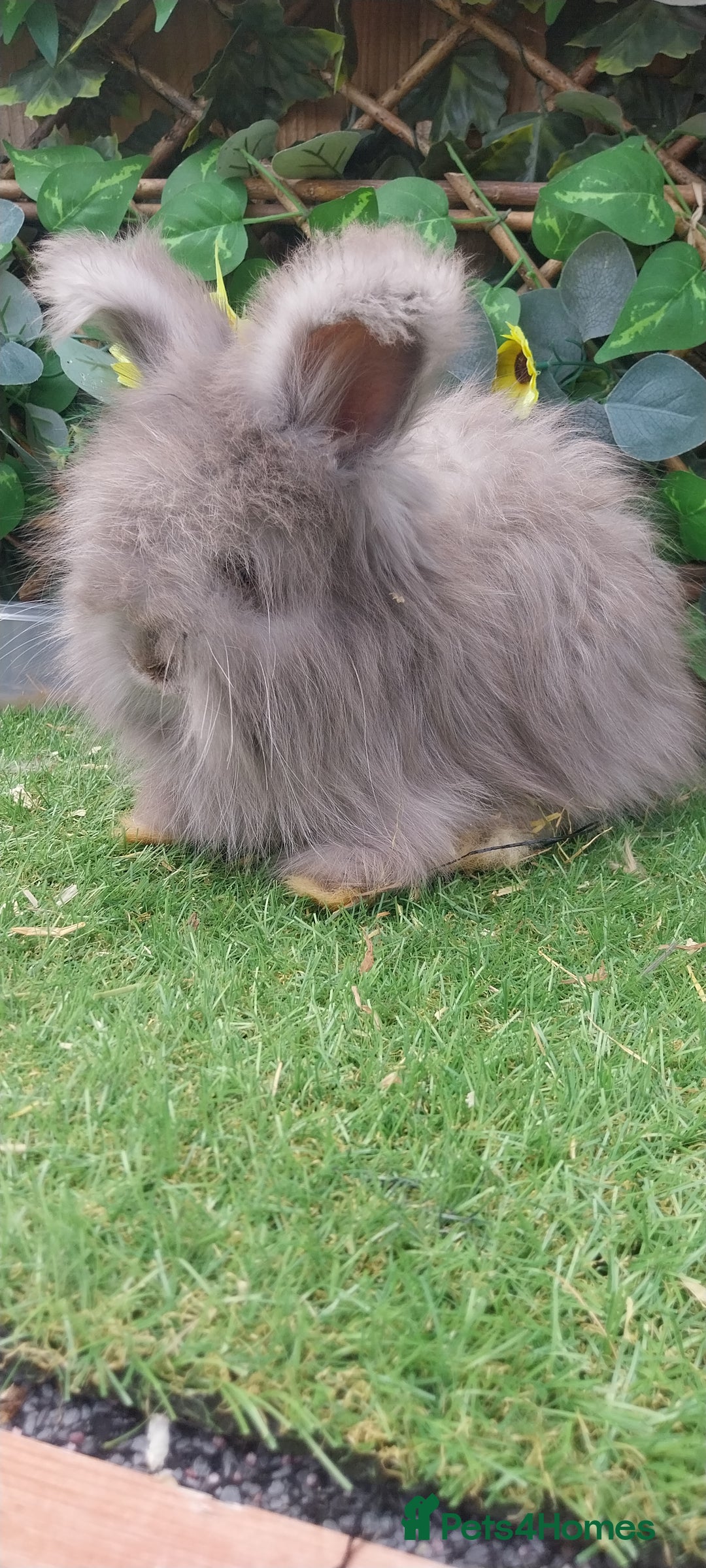 Angora rabbits for sale: Beautiful Angoras Ready Now  - Image 2