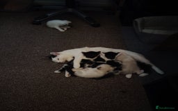 Mixed Breed cats for sale: Adorable Kittens Seeking Loving Homes - Image 10
