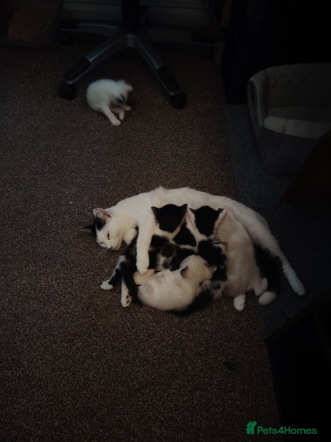 Mixed Breed cats for sale: Adorable Kittens Seeking Loving Homes - Image 10