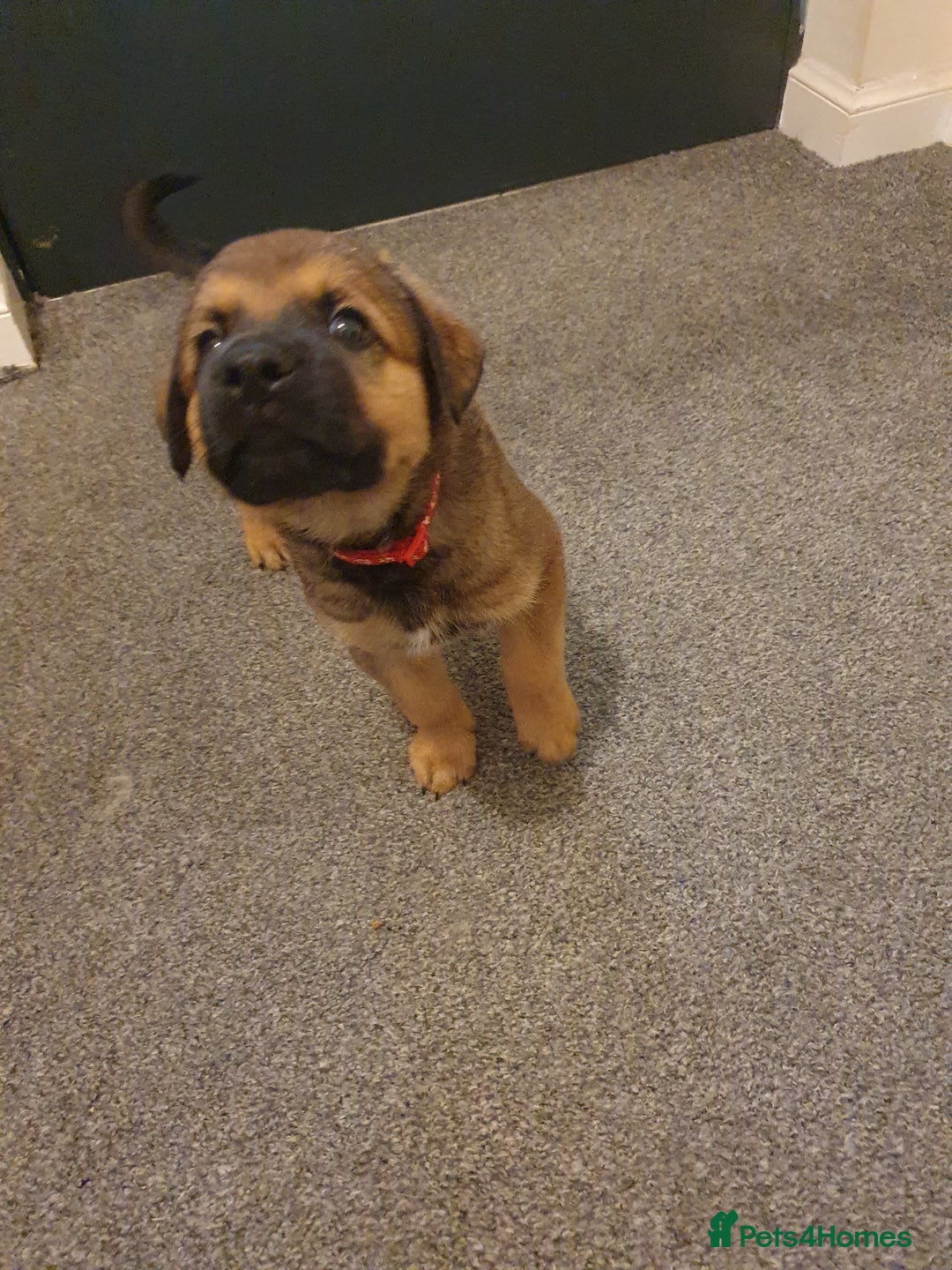 Mixed Breed dogs for sale: Rottweiler Ovcharka puppies in East Kilbride - Image 2