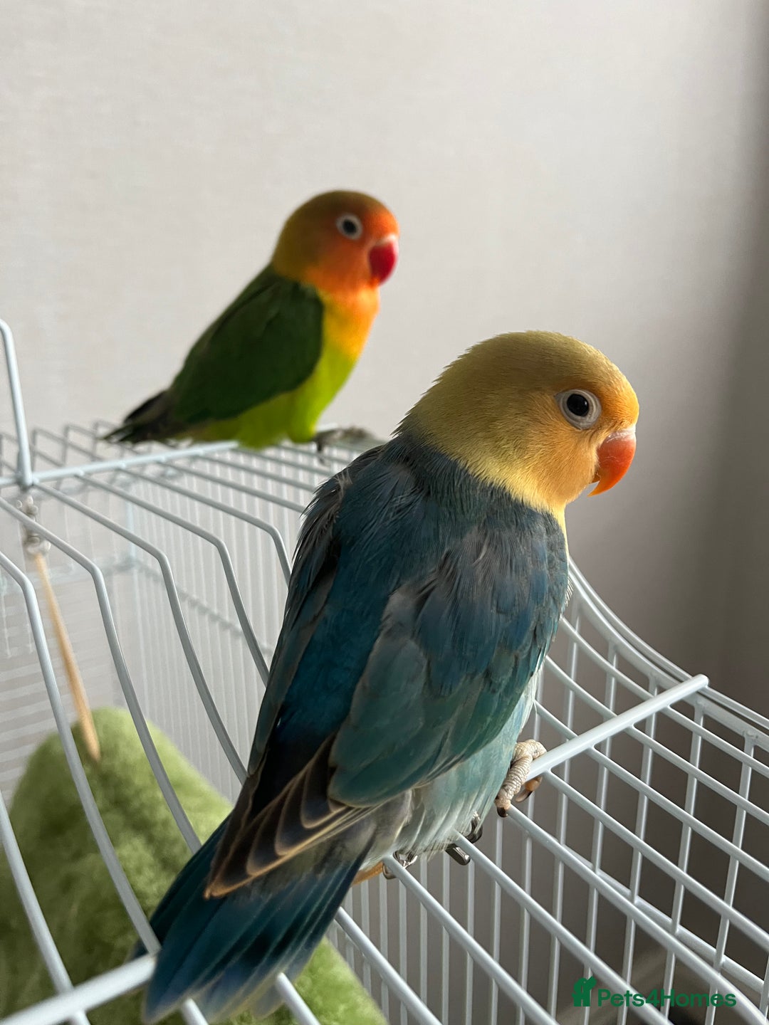 Lovebirds birds for sale: Lovebird pairs fishers & peach faced  - Image 5