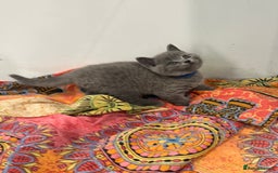 British Shorthair cats for sale: 5 Star BSH Litter GCCF Registered  - Image 1