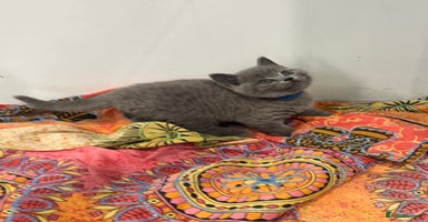 British Shorthair cats - Advert 9