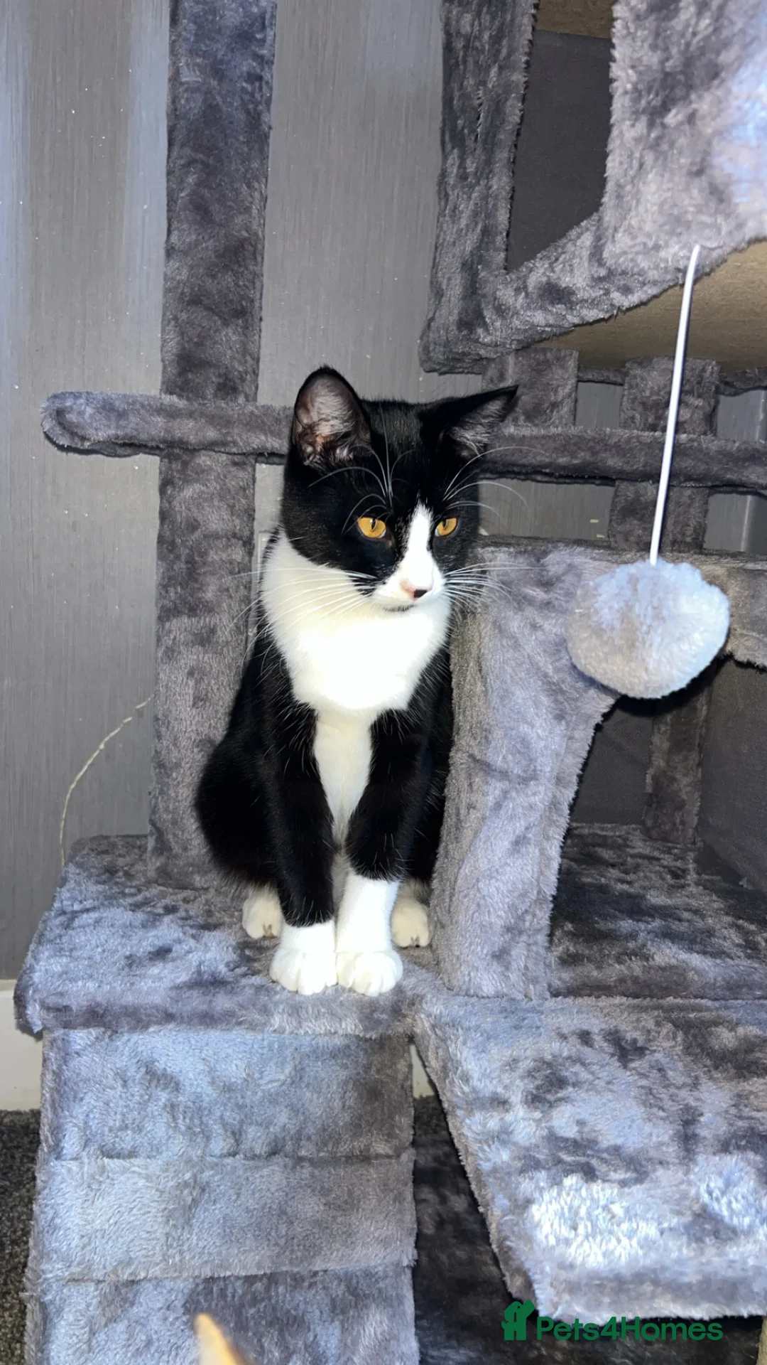 Mixed Breed cats for sale: 2 beautiful cats in Rugeley - Advert 4