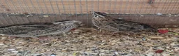 Softbills birds for sale: 3 female Japanese quails - Advert 2