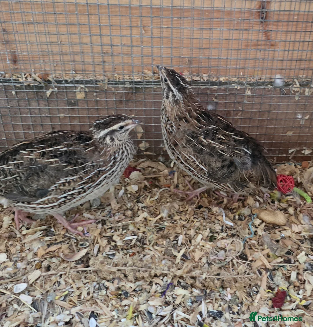 Softbills birds for sale: 3 female Japanese quails - Advert 2