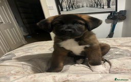 Akita dogs for stud: Tibetan Mastiff X American Akita for Stud - Image 6
