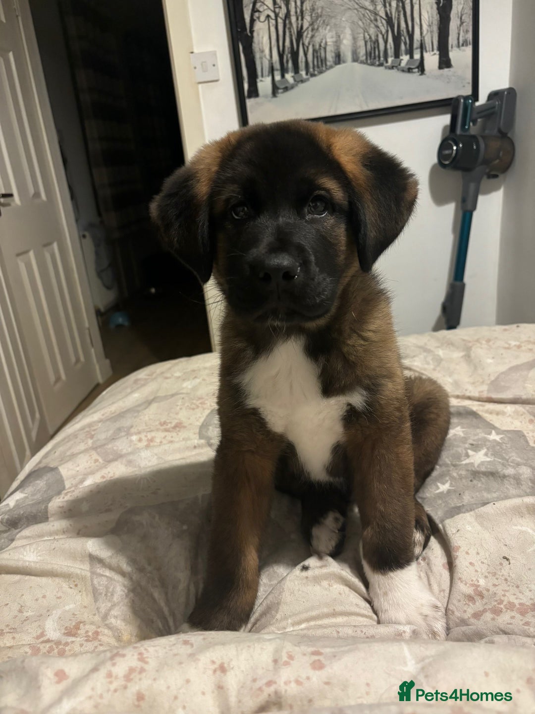 Akita dogs for stud: Tibetan Mastiff X American Akita for Stud - Image 6