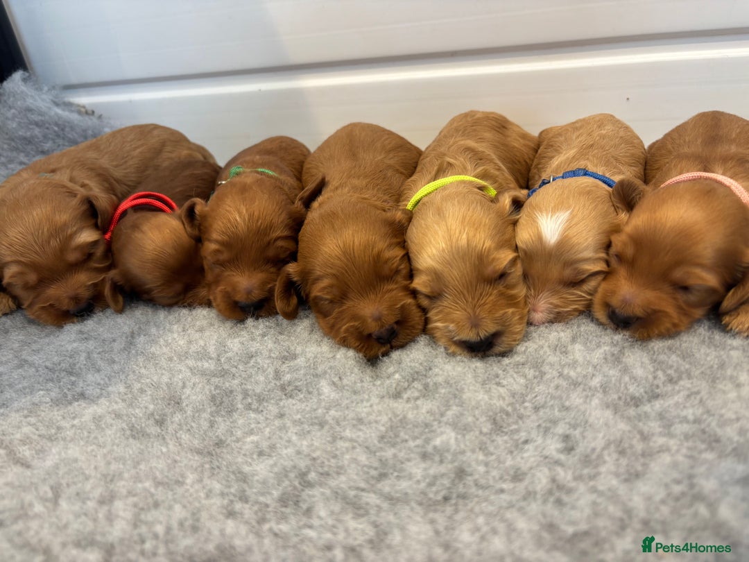 Cockapoo dogs for sale: 🐶Stunning F1 Cockapoos🐾health tested patents 🧬  - Image 7