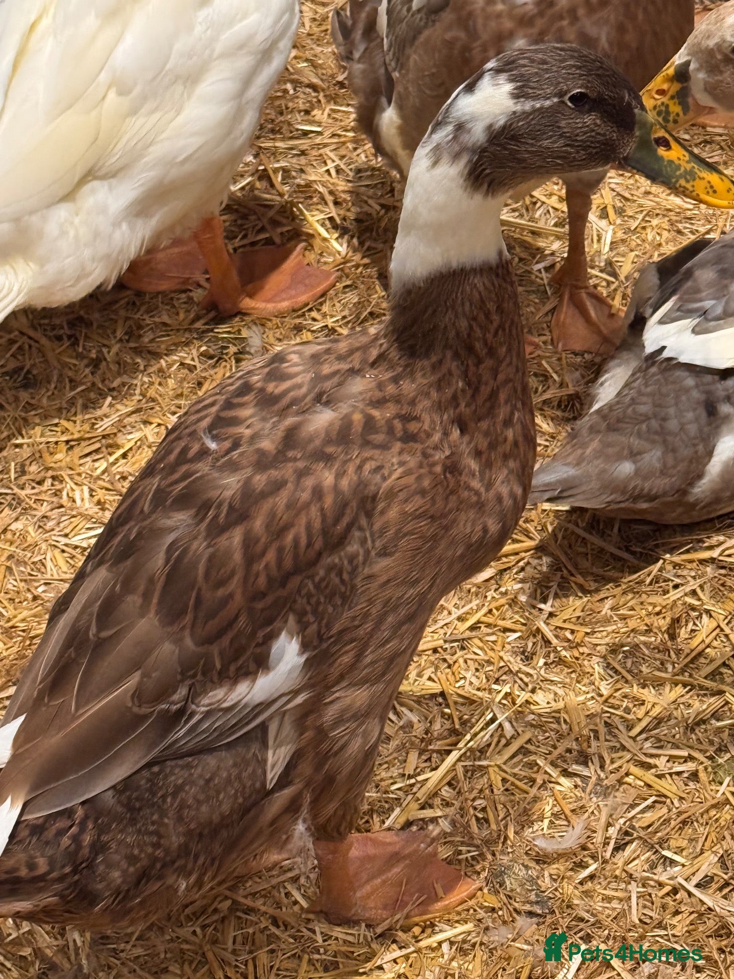 Ducks poultry Female runner ducks  - Advert 1