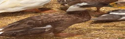 Ducks poultry for sale: Female runner ducks  - Advert 1