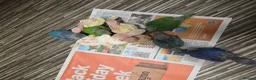 Ringnecks birds for sale: Hand-Reared Baby Indian Ringnecks for Sale  in Leicester - Advert 12