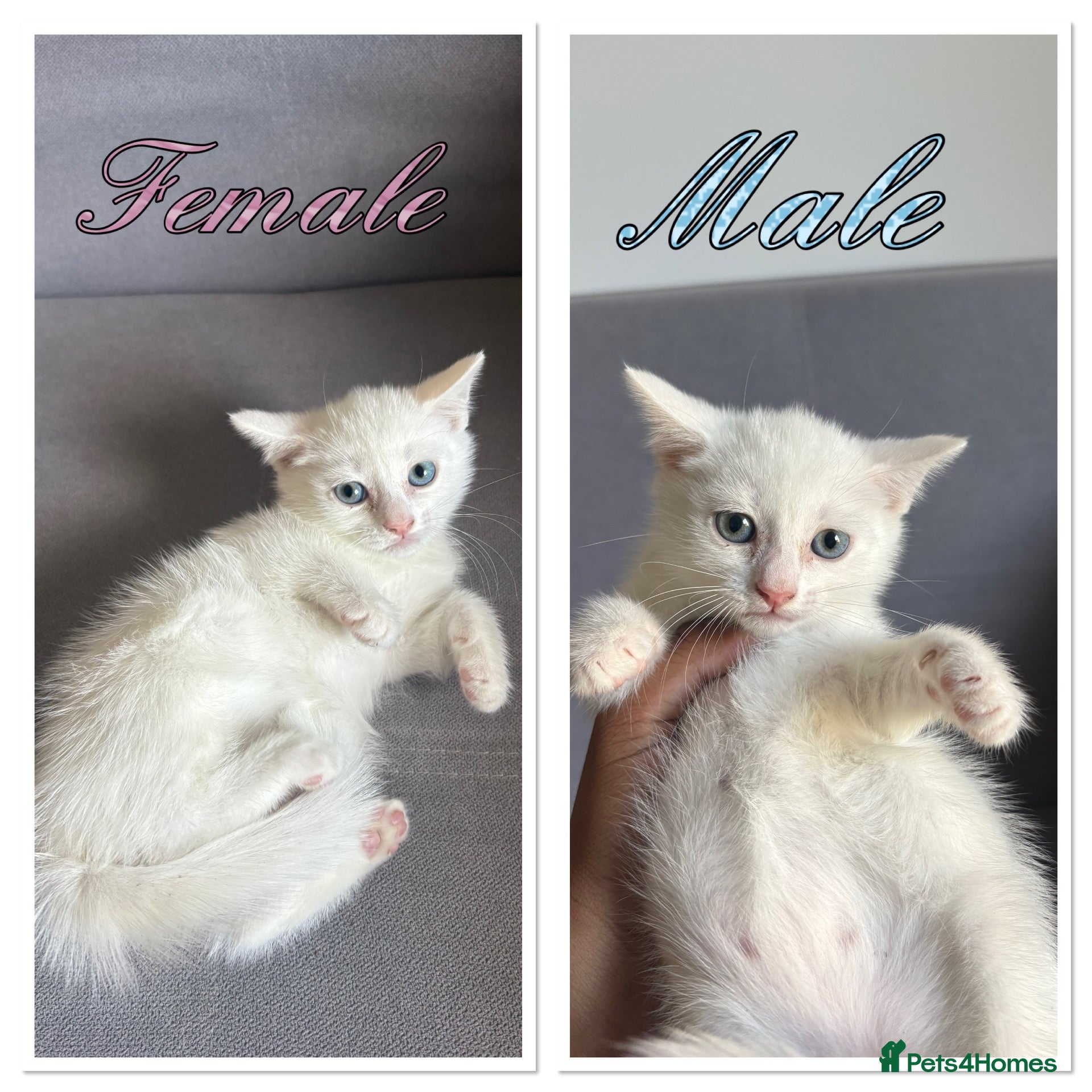 Turkish Angora cats 2 beautiful Turkish Angora kittens ready! - Advert 2