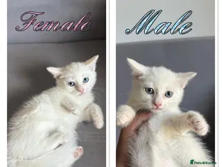 Turkish Angora cats 2 beautiful Turkish Angora kittens ready! - Advert 2