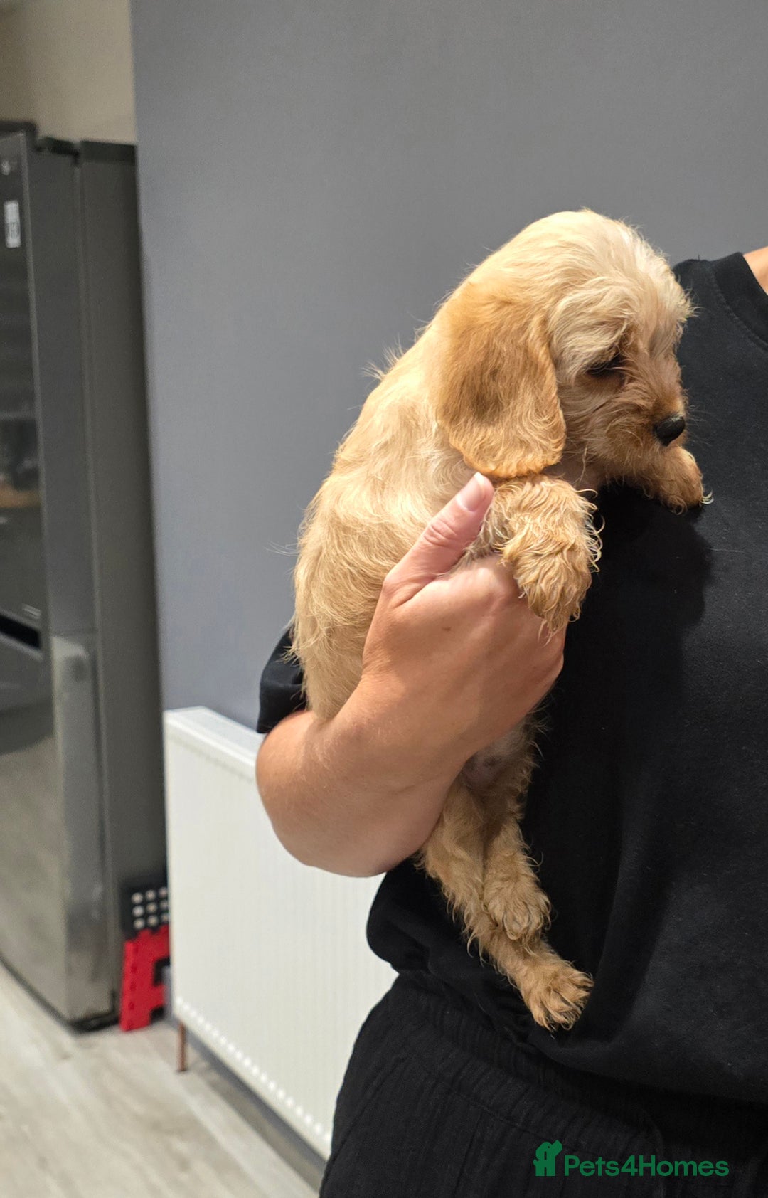Cavapoochon dogs for sale: Light fox red Cavapoochon puppies - Image 20