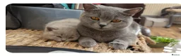 British Shorthair cats for sale: 2 Boys - pureBSH Both parents pedigrees Ready now  - Advert 16