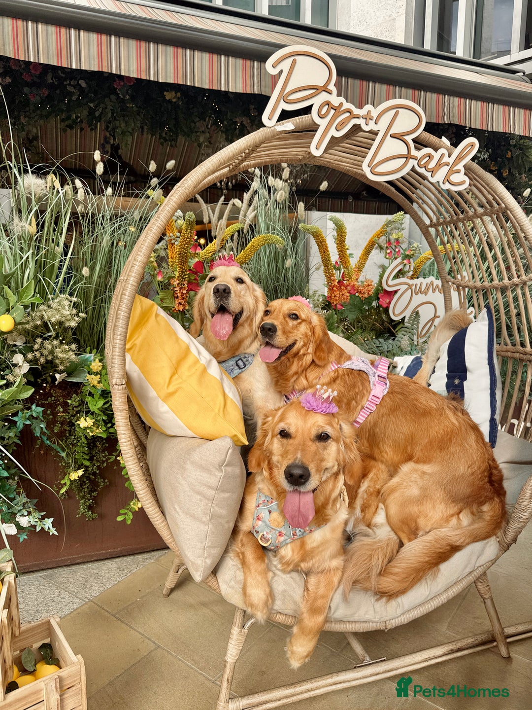 Golden Retriever dogs for sale: 🤍🧸 last puppy girl looking for her forever home - Advert 5