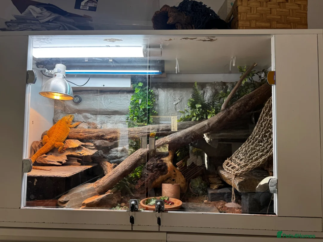 Dragon reptiles for sale: 4 year old male Beardie - Advert 2