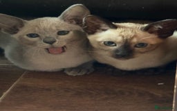 Tonkinese cats for sale: Tonkinese 1st gen Kittens  - Image 17