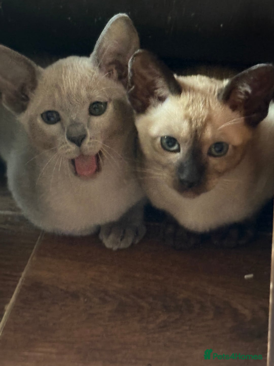 Tonkinese cats for sale: Tonkinese 1st gen Kittens  - Image 17