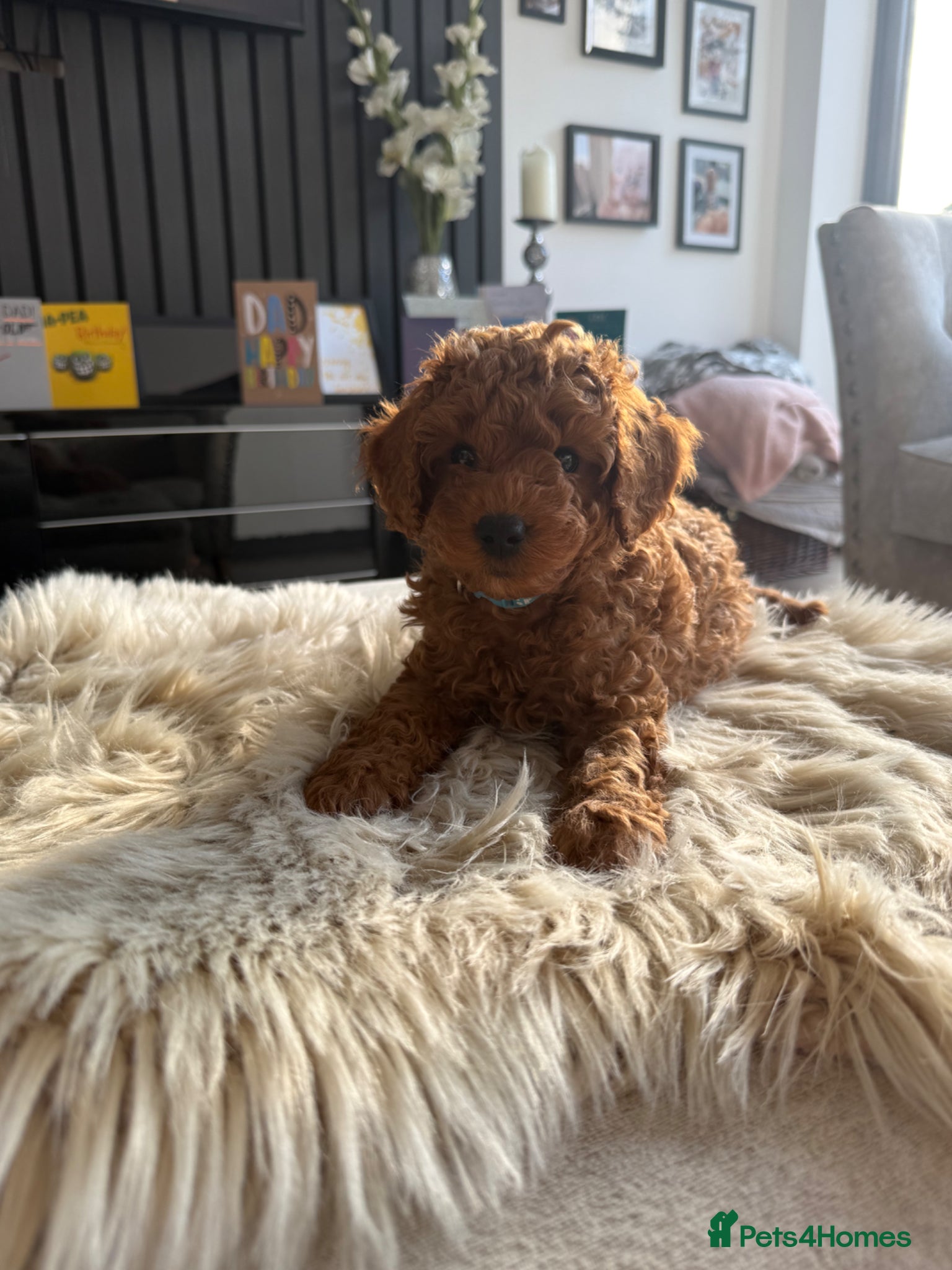 Cavapoo dogs Beautiful F1b Toy Cavapoos parents health checked  - Advert 12