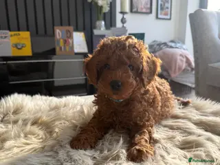 Cavapoo dogs Beautiful F1b Toy Cavapoos parents health checked - Advert 12