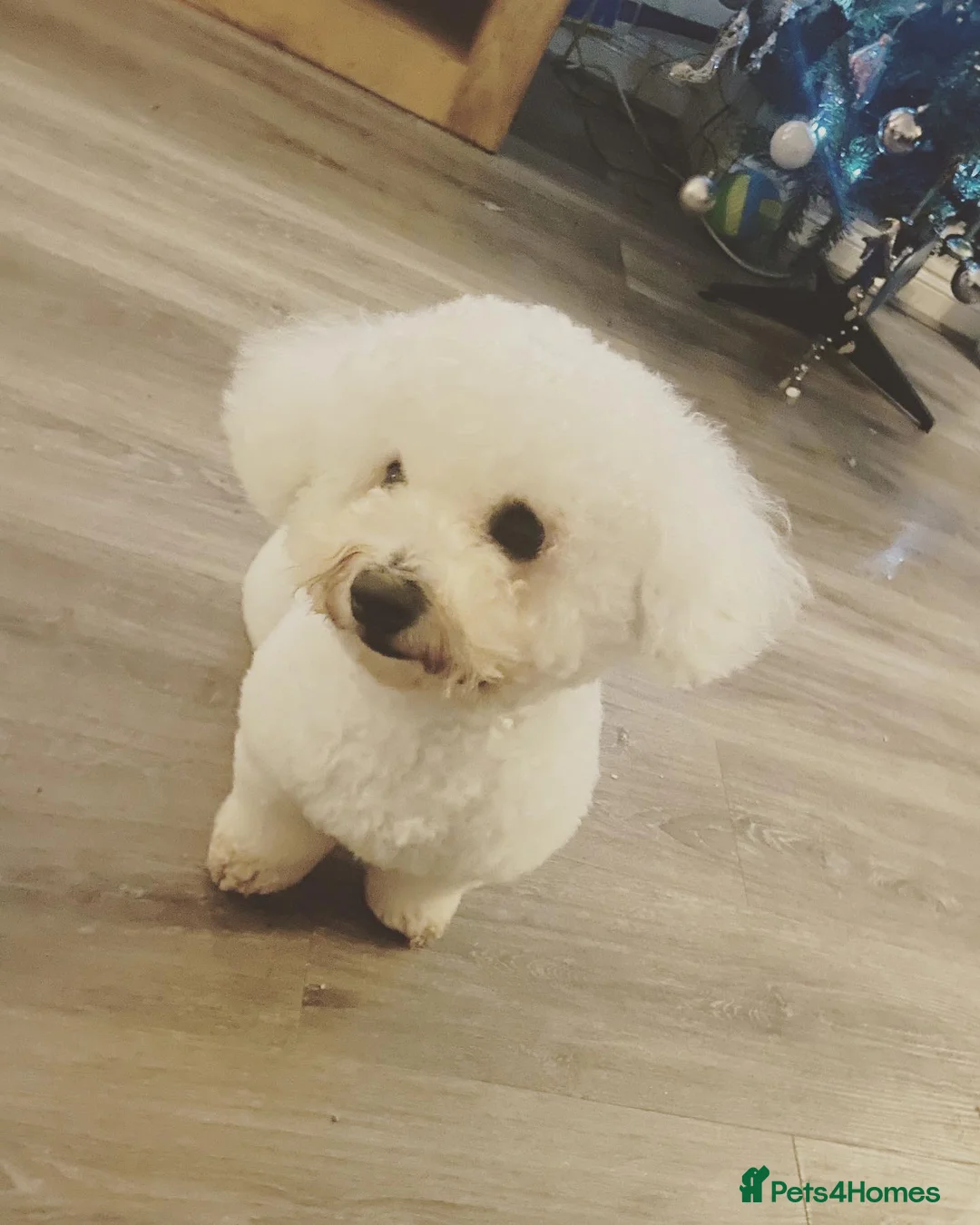 Bichon Frise dogs for stud: Bichon Frise *for stud only* in Hoddesdon - Advert 22