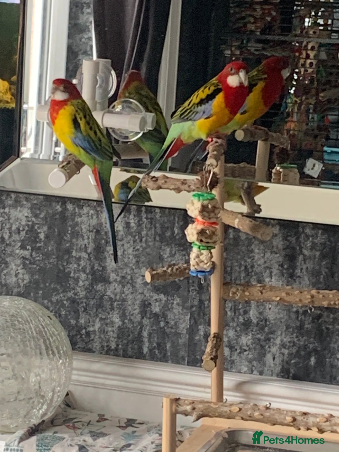 Parakeets birds for sale: 2 golden mantle rosellas with cage - Image 7