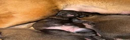 Belgian Shepherd Dog dogs for sale: Belgian Malinios Puppy’s in Liphook - Advert 3
