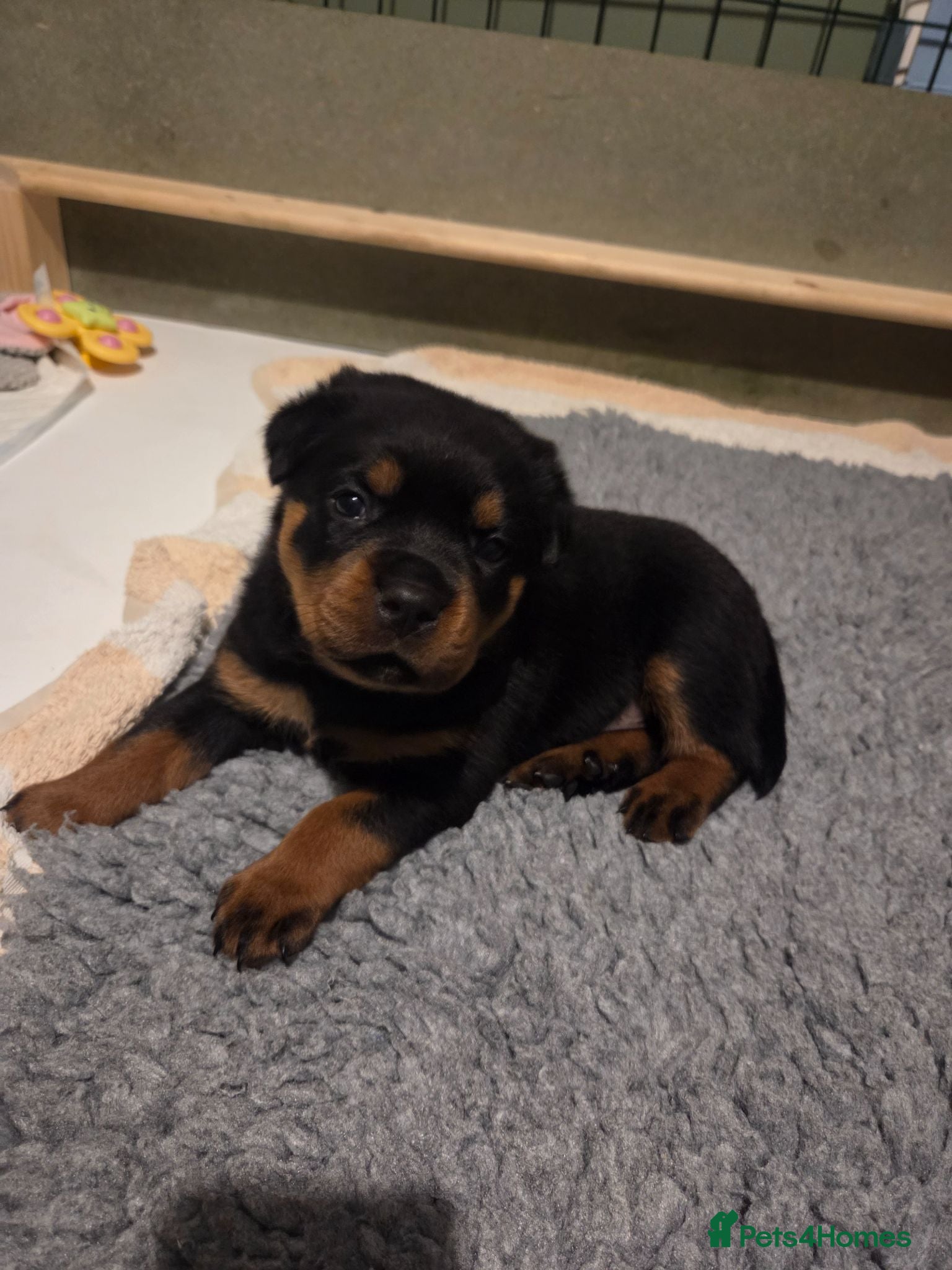Rottweiler dogs Our Luna has had beautiful babies - Advert 7