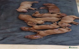 Cockapoo dogs for sale: Red Fox Cockapoo Puppies For Sale In Glasgow - Image 6