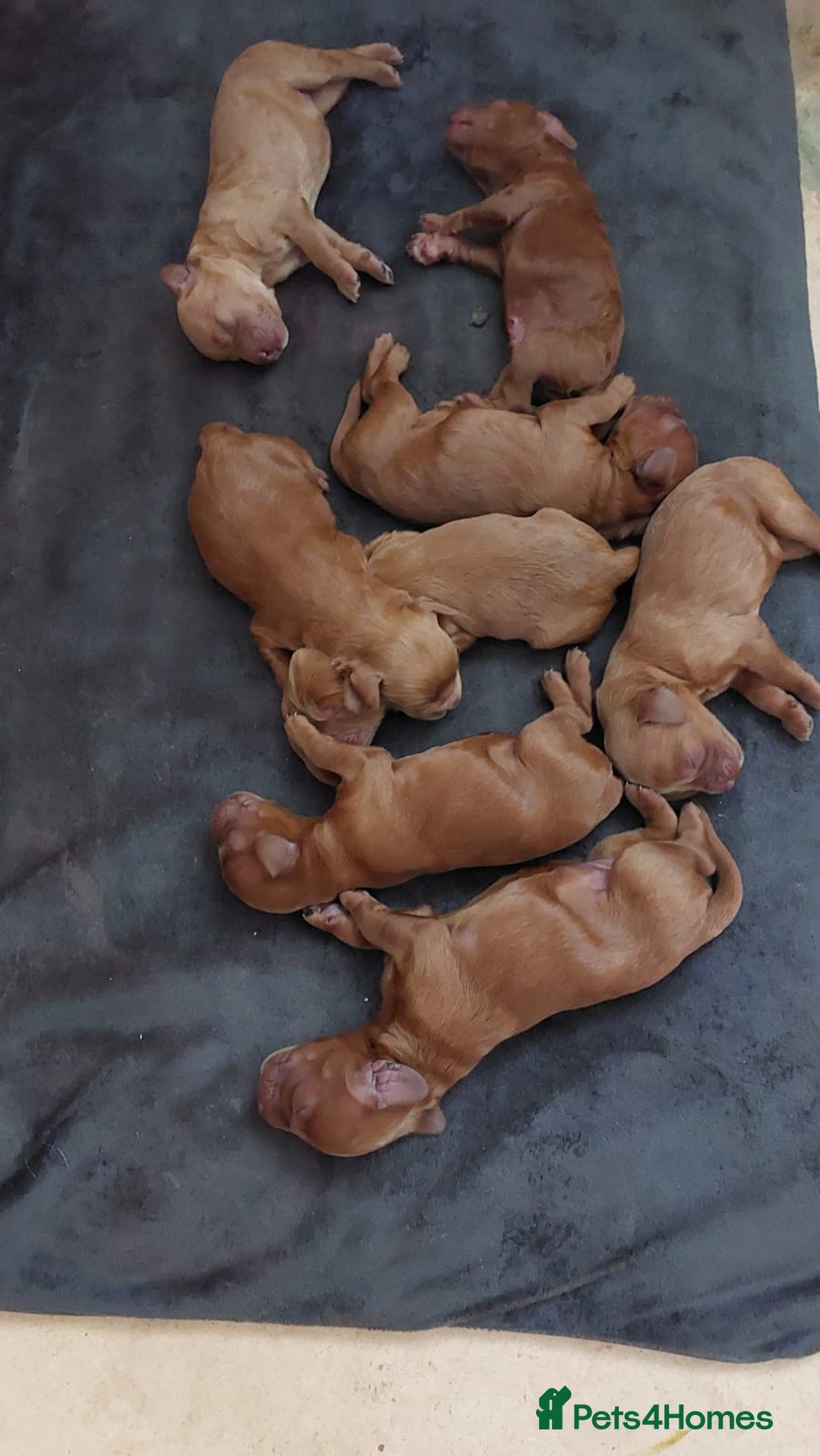 Cockapoo dogs for sale: Red Fox Cockapoo Puppies For Sale In Glasgow - Image 6
