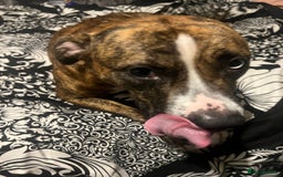 American Bull Staffy dogs for sale: American bull staffy  - Image 1
