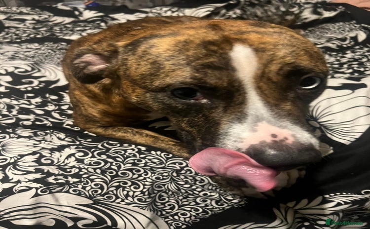 American Bull Staffy dogs - Advert 1