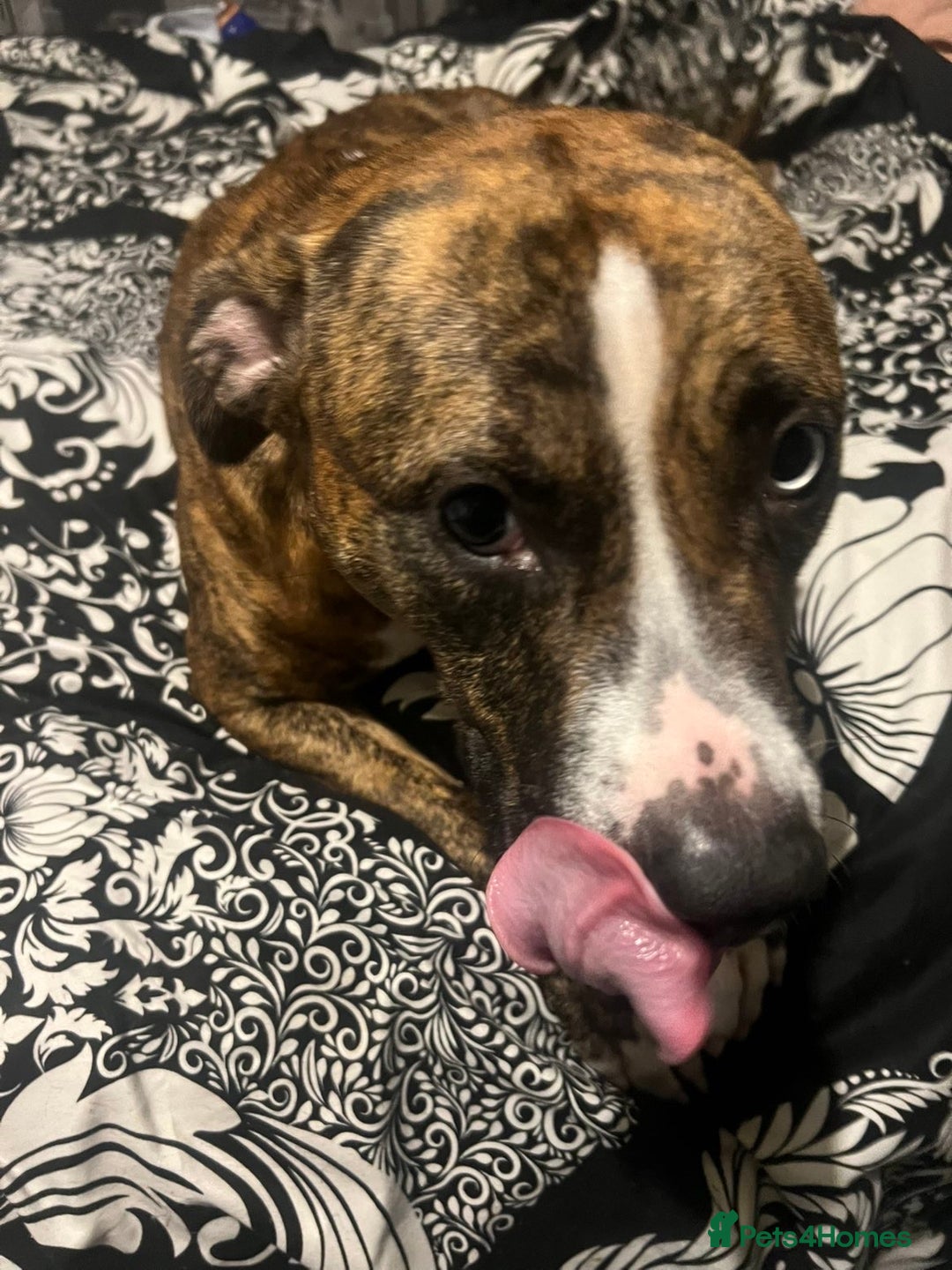American Bull Staffy dogs for sale: American bull staffy  - Image 1