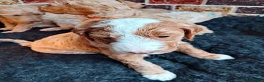 Goldendoodle Puppy 2