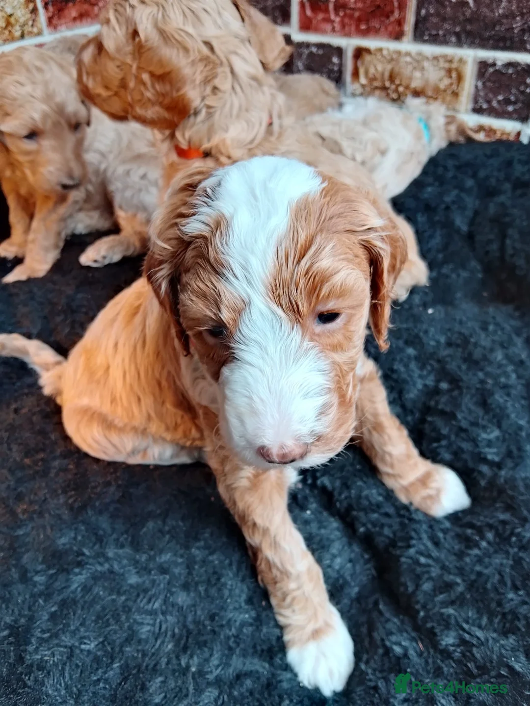 Goldendoodle dogs for sale: Goldendoodle puppies - Advert 2