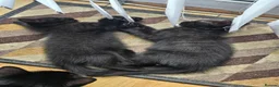 Mixed Breed cats for sale: Black male kitten - Advert 4