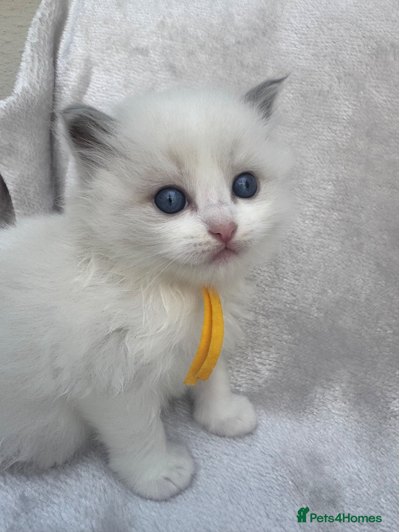 Ragdoll cats 🏆gccf (GRANDCHAMP) ragdoll kittens  - Advert 2