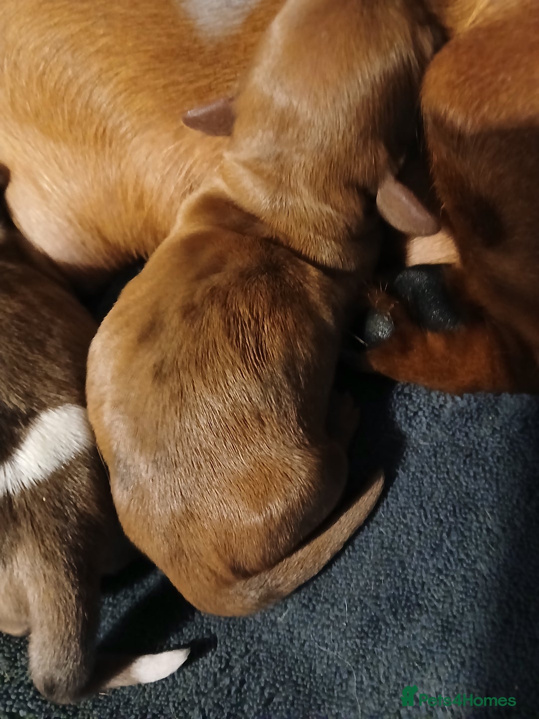 Miniature Dachshund dogs for sale: Brand new litter min daxies - Advert 3