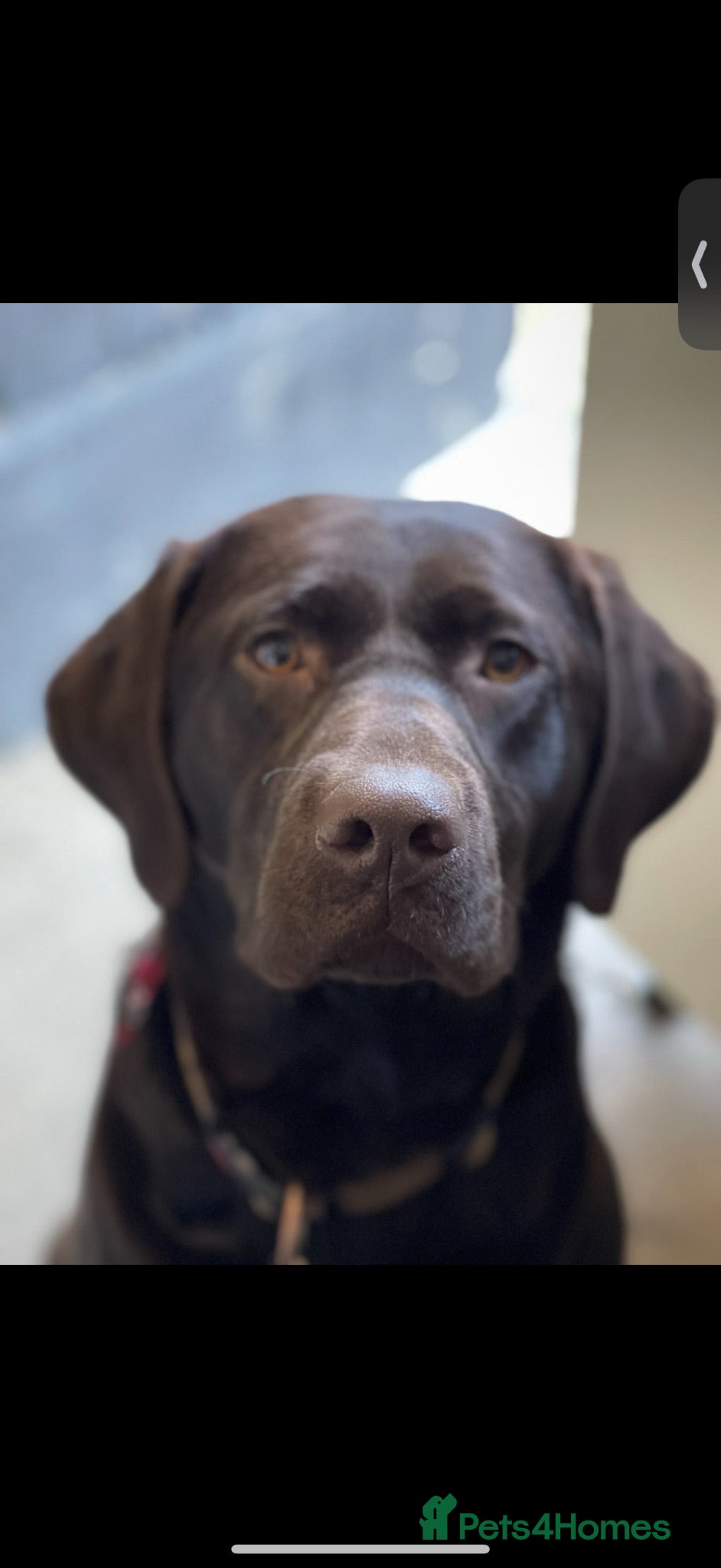 Labrador Retriever dogs Beautiful chocolate Kc Reg Labrador Puppies - Advert 2