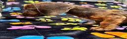 Dachshund dogs for sale: Dachshund Puppies ready for their forever homes - Advert 32