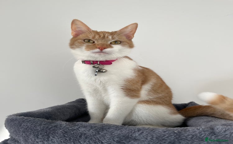 Domestic Shorthair cats Ginger & White Domestic Female Shorthair - Advert 3