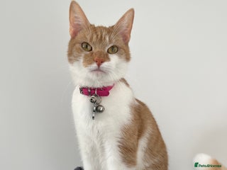 Domestic Shorthair cats Ginger & White Domestic Female Shorthair - Advert 3