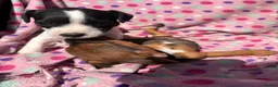 Jack Russell dogs for sale: Jack Russel Cross - Advert 3