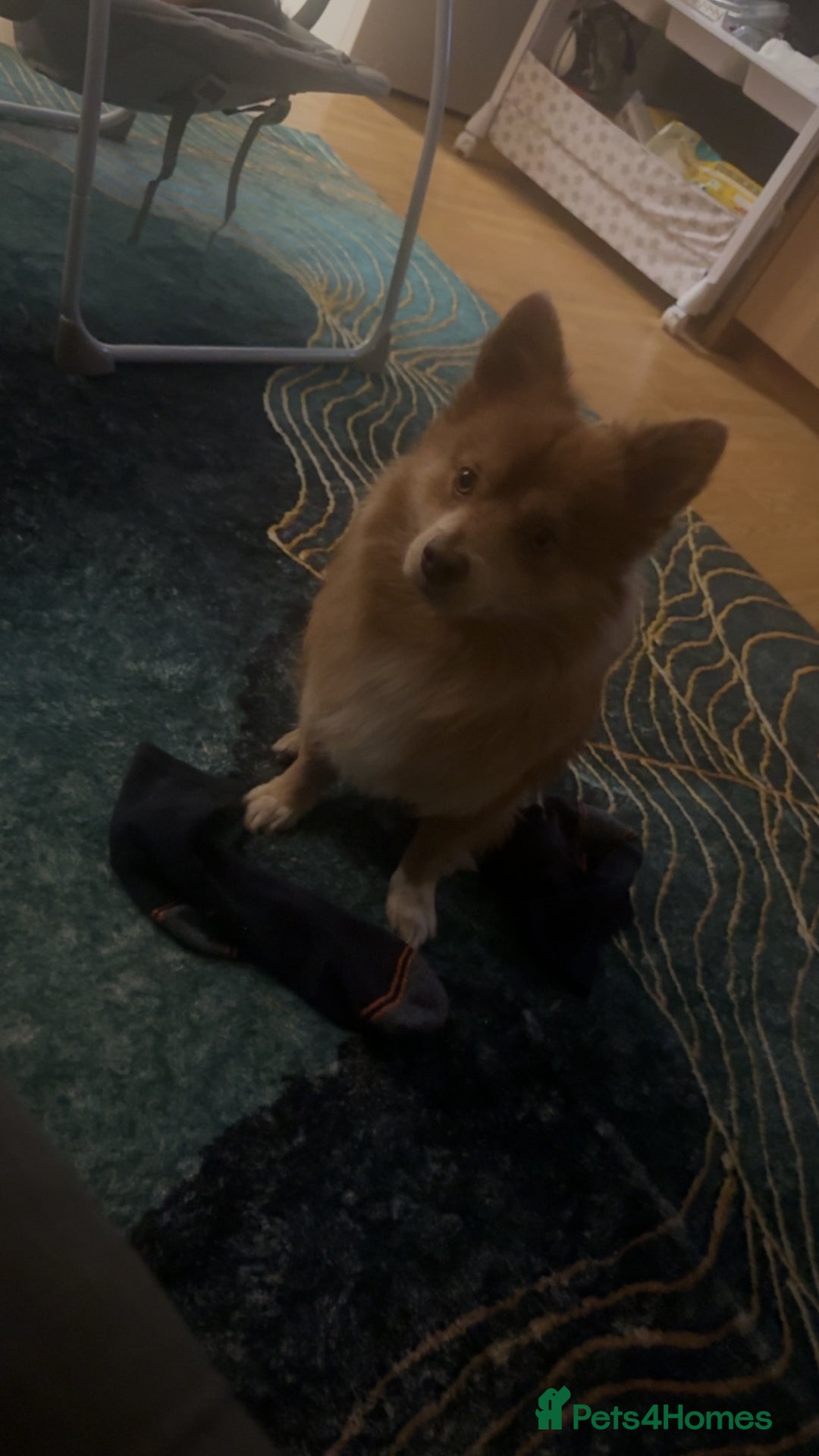 Pomchi dogs for stud: Marvel the pomchi  - Image 2