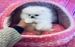 Pomeranian dogs for sale: Stunning teddybear face Boys Ready🌟 - Advert 34